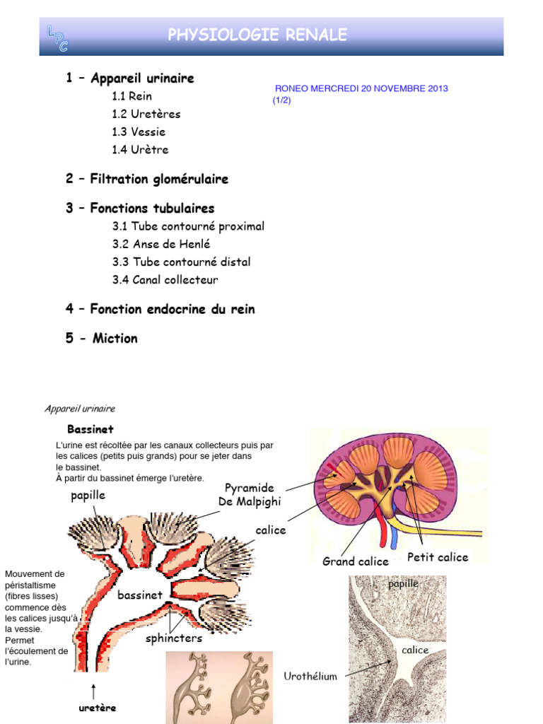 UE5 - Nov.20 - Physiologie 1 | PDF | Appareil urinaire | Rein