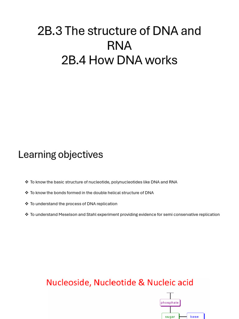 DNA Structure Replication | PDF | Dna | Dna Replication