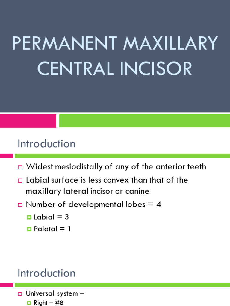 Maxillary Central Incisor | PDF | Dental Anatomy | Dentistry