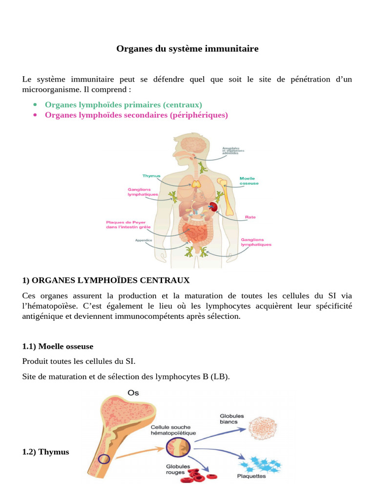 Organes Du Système Immunitaire | PDF | Système immunitaire | Lymphocyte