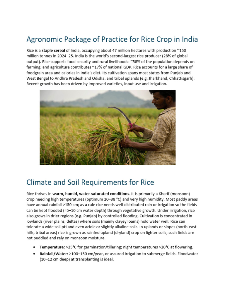 Agronomic Package of Practice For Rice Crop in India | PDF | Rice | Sowing