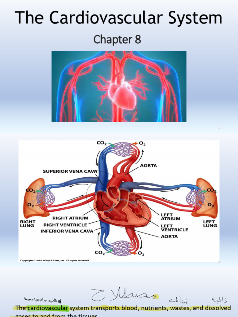 Chapter 9 - Cardiovascular System - Maha Wizrah | PDF | Heart | Atrium ...