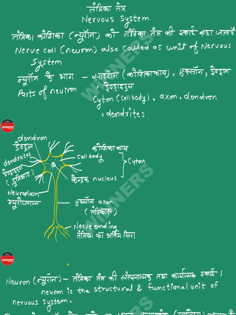 Nervous System | PDF