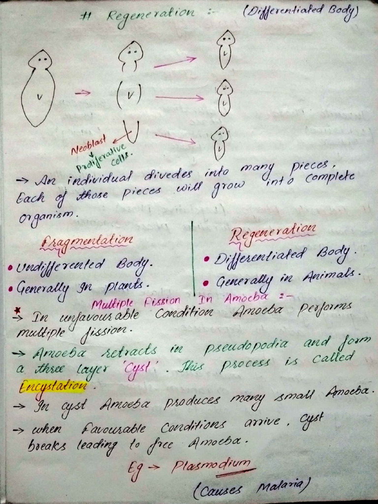 Reproduction in Organisms - Class Notes - 02 | PDF