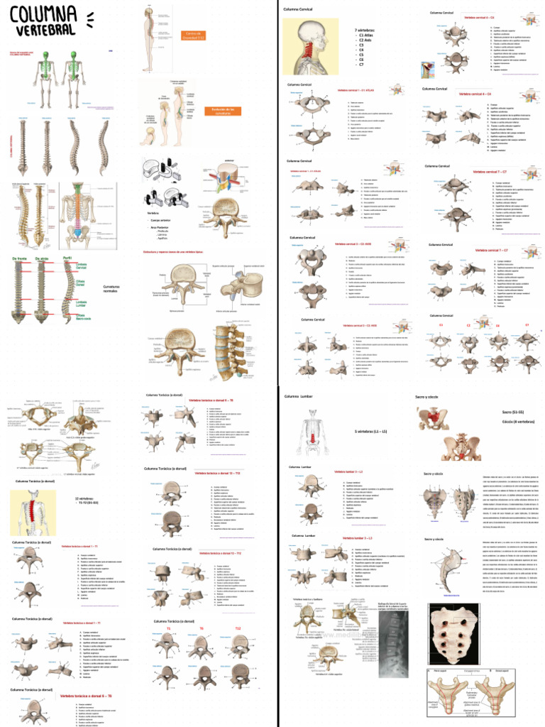 s1 Columna Vertebral | PDF