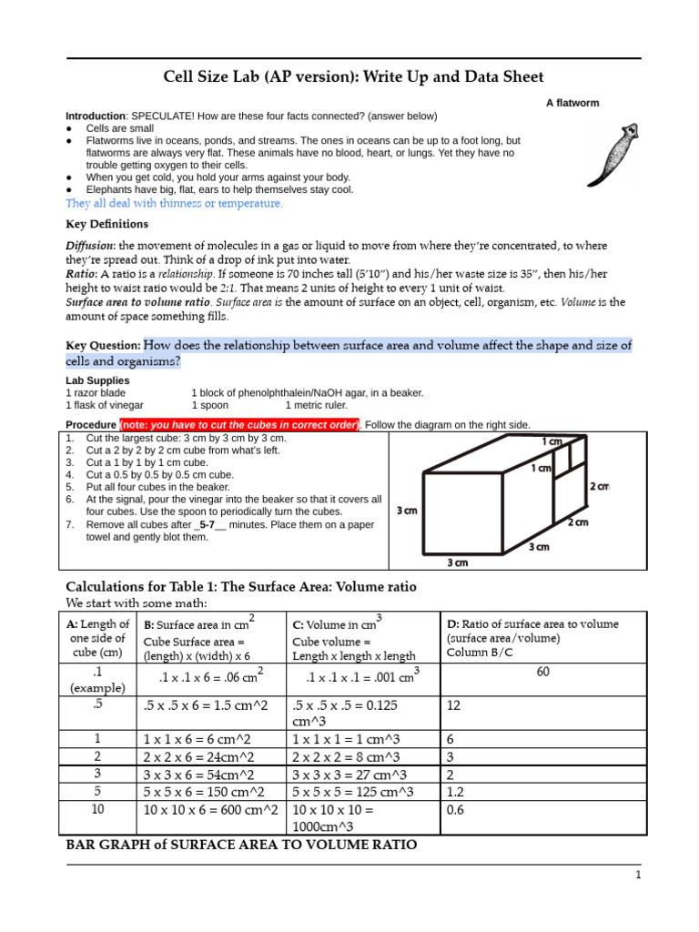 Cell Size Lab | PDF | Volume | Surface Area