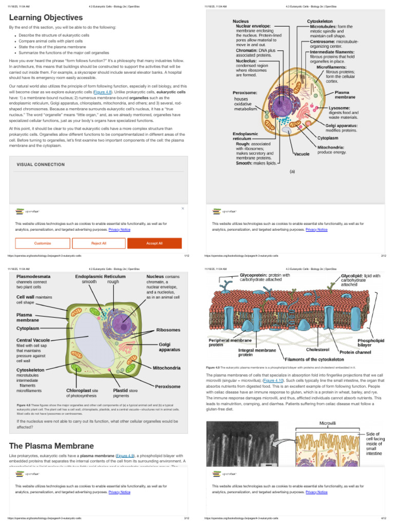 4.3 Eukaryotic Cells - Biology 2e - OpenStax | PDF | Cell (Biology ...