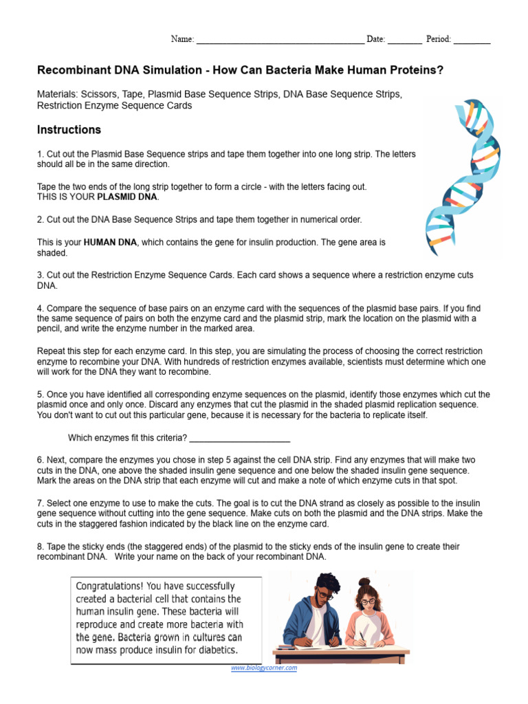 Recombinant DNA Simulation - How Can Bacteria Make Human Proteins | PDF ...