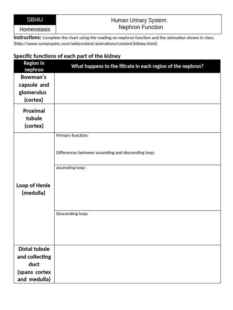 Br Nephron Function Worksheet | PDF