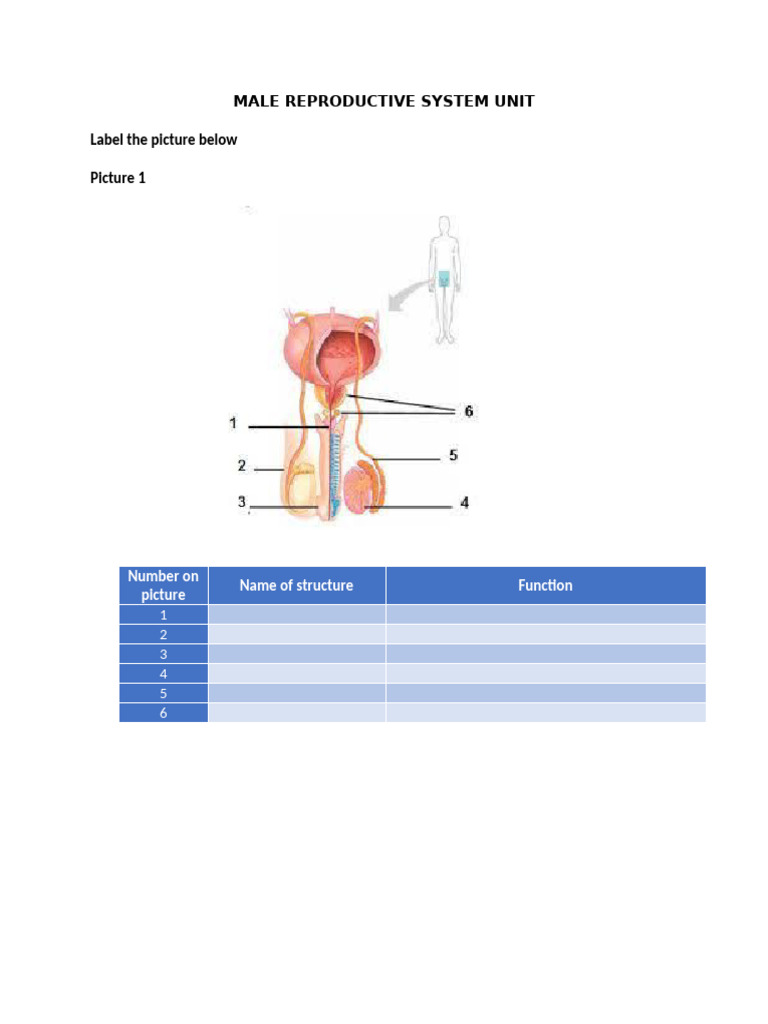 Male Reproductive System Unit | PDF