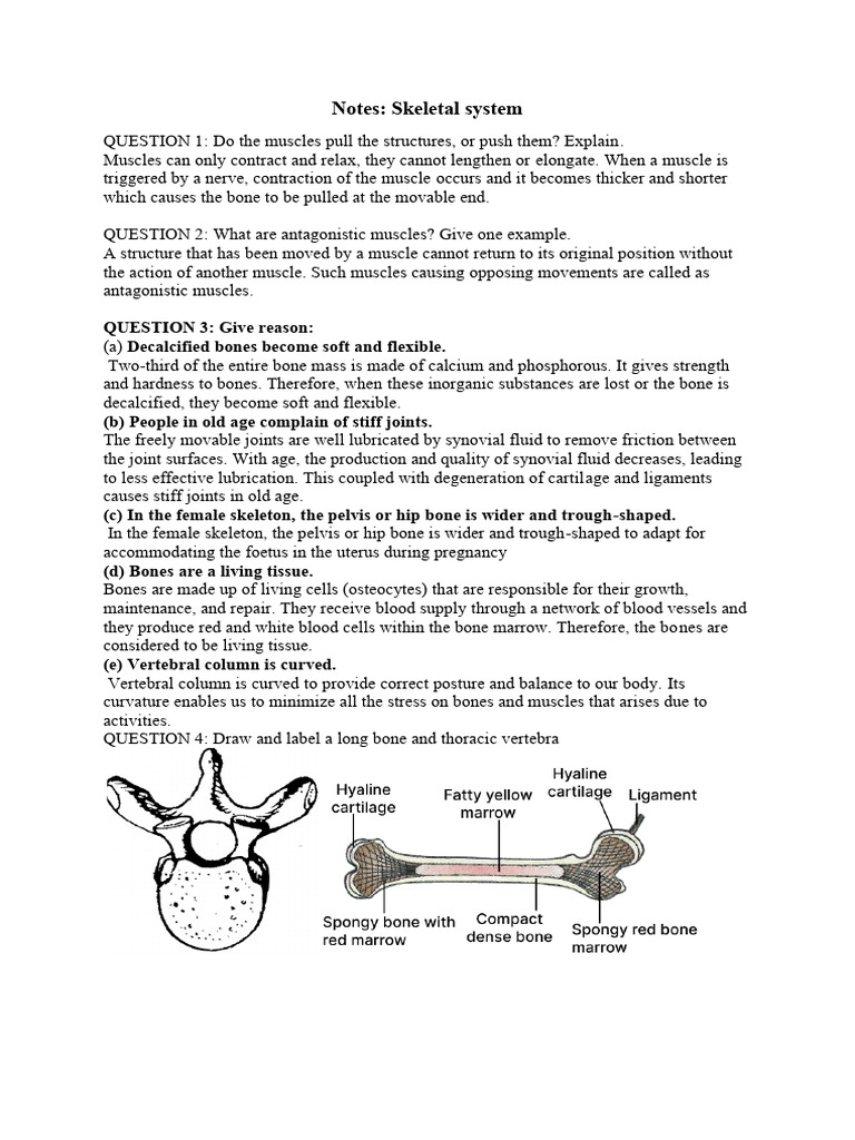 Notes of Skeletal System | PDF