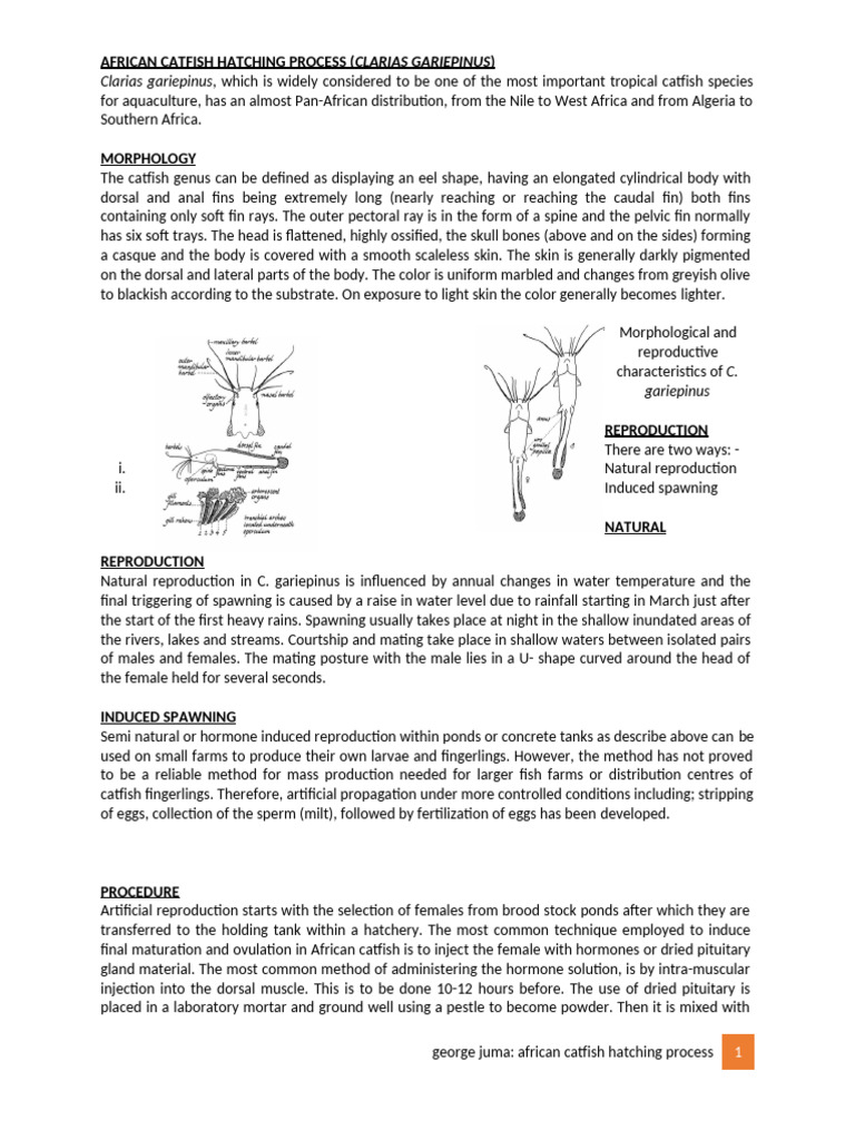 African Catfish Hatching Process | PDF | Zoology | Fish