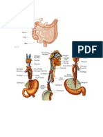 Esofago e Intestino