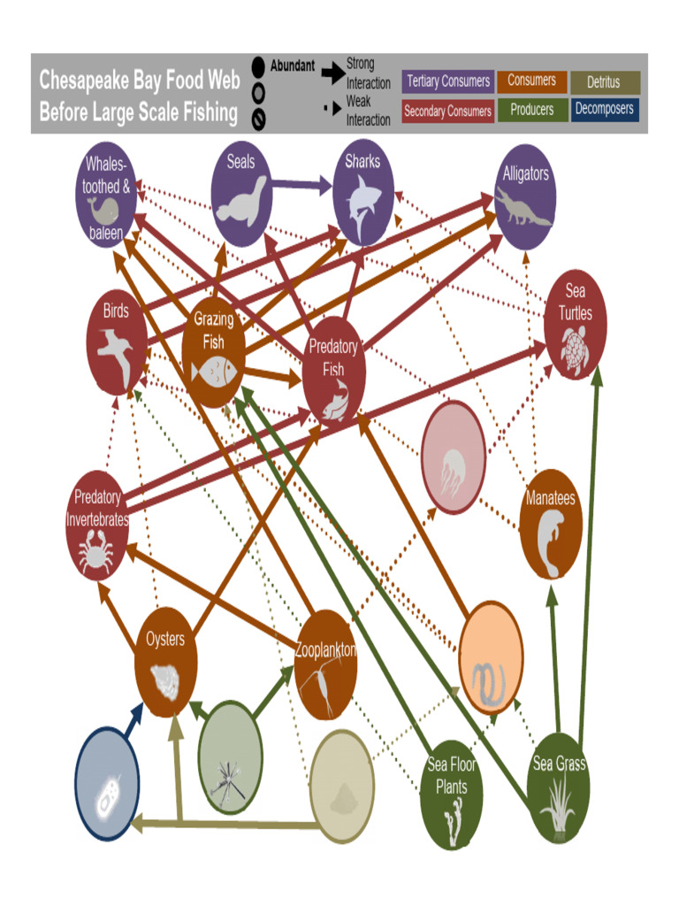 20 Before and After Humans Food Web | PDF | Food Web | Predation