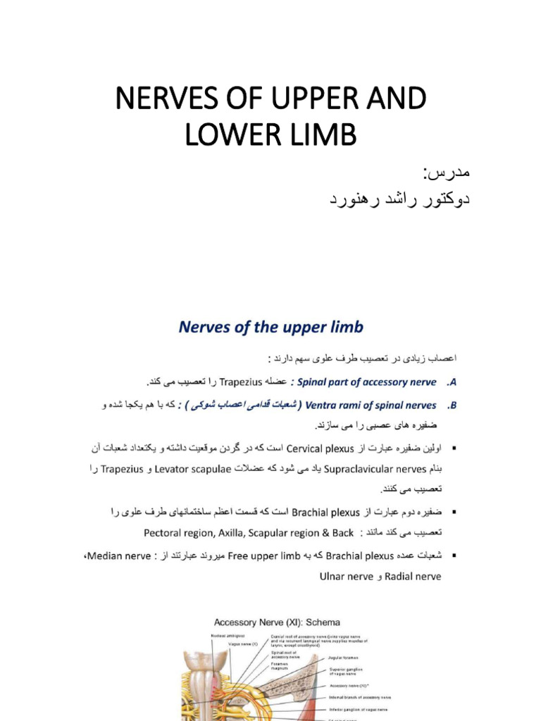 Nerves of Upper and Lower Limb | PDF