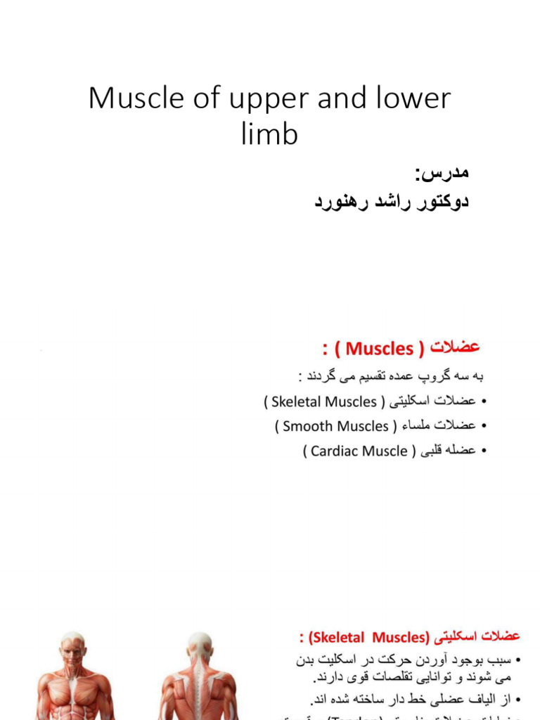 Muscle of Upper and Lower Limb | PDF