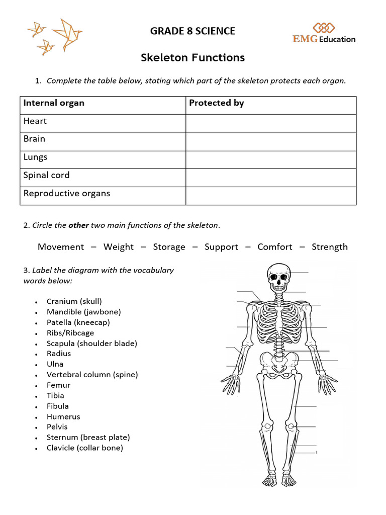 Skeleton Functions Worksheet | PDF