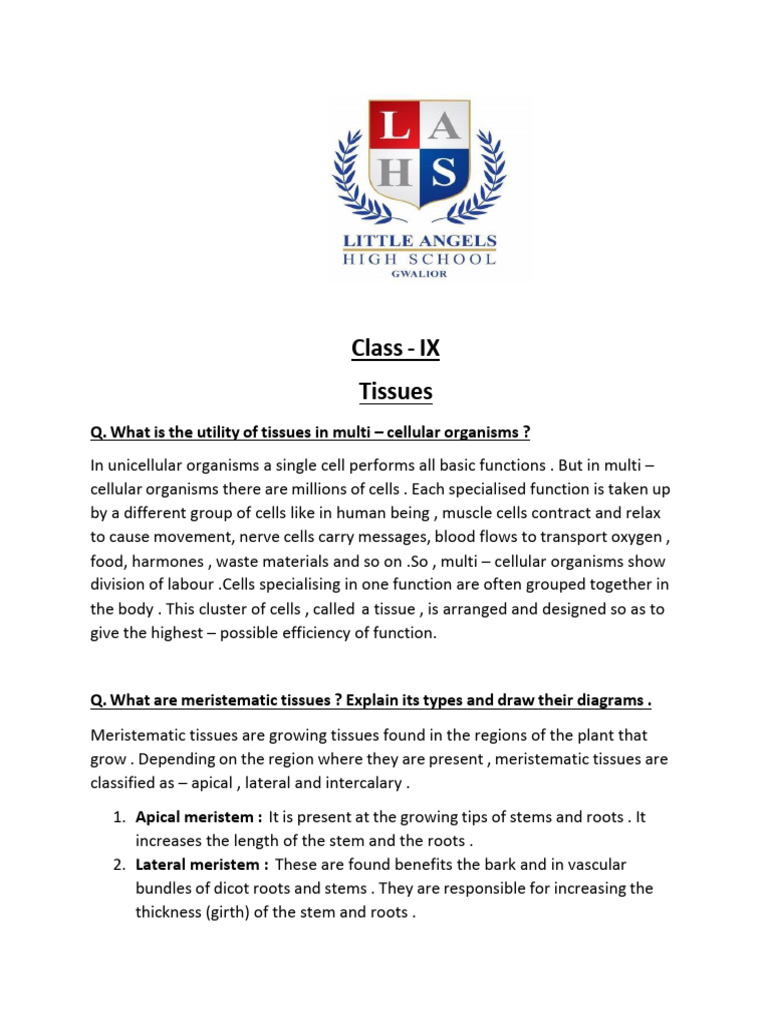 Tissue Notes (Updated) | PDF | Tissue (Biology) | Plant Stem