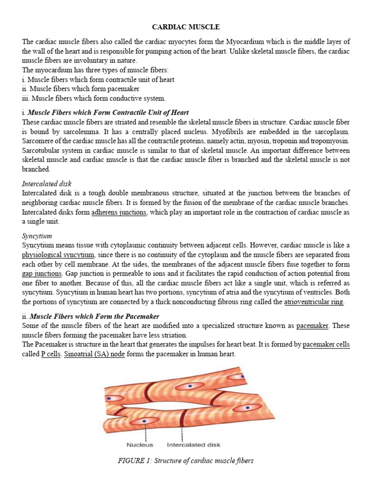 The Cardiac Muscle (Pio 203) | PDF | Cardiac Muscle | Action Potential