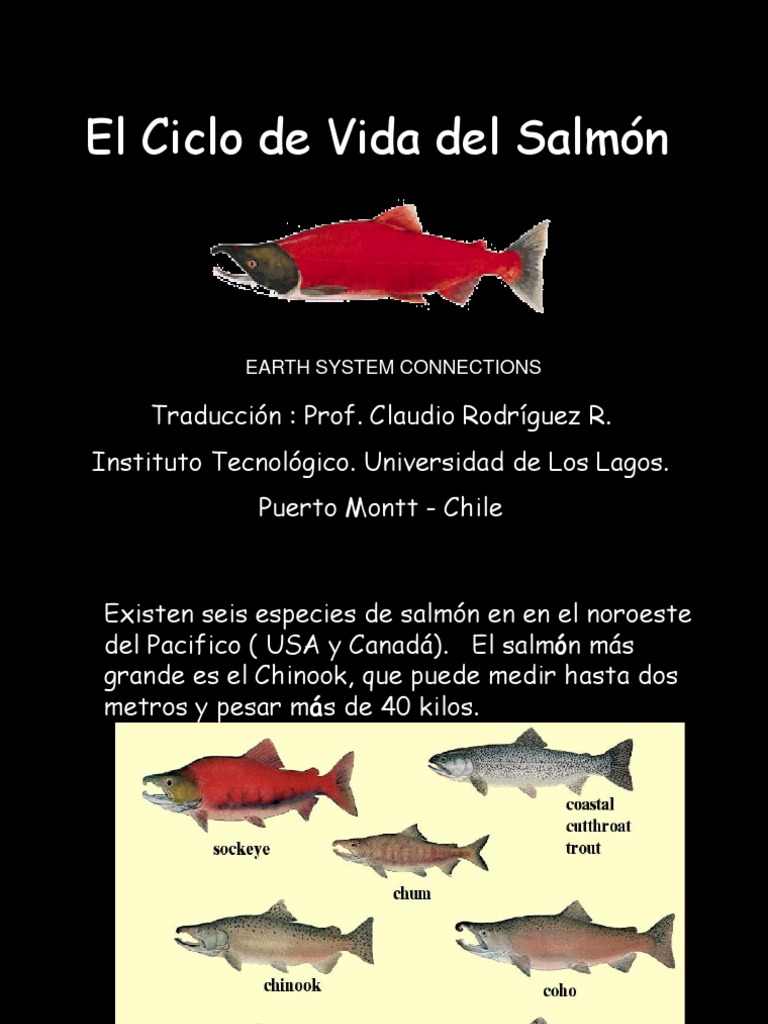 Ciclo del Salmón (Traducción al Español) Huevo Océanos