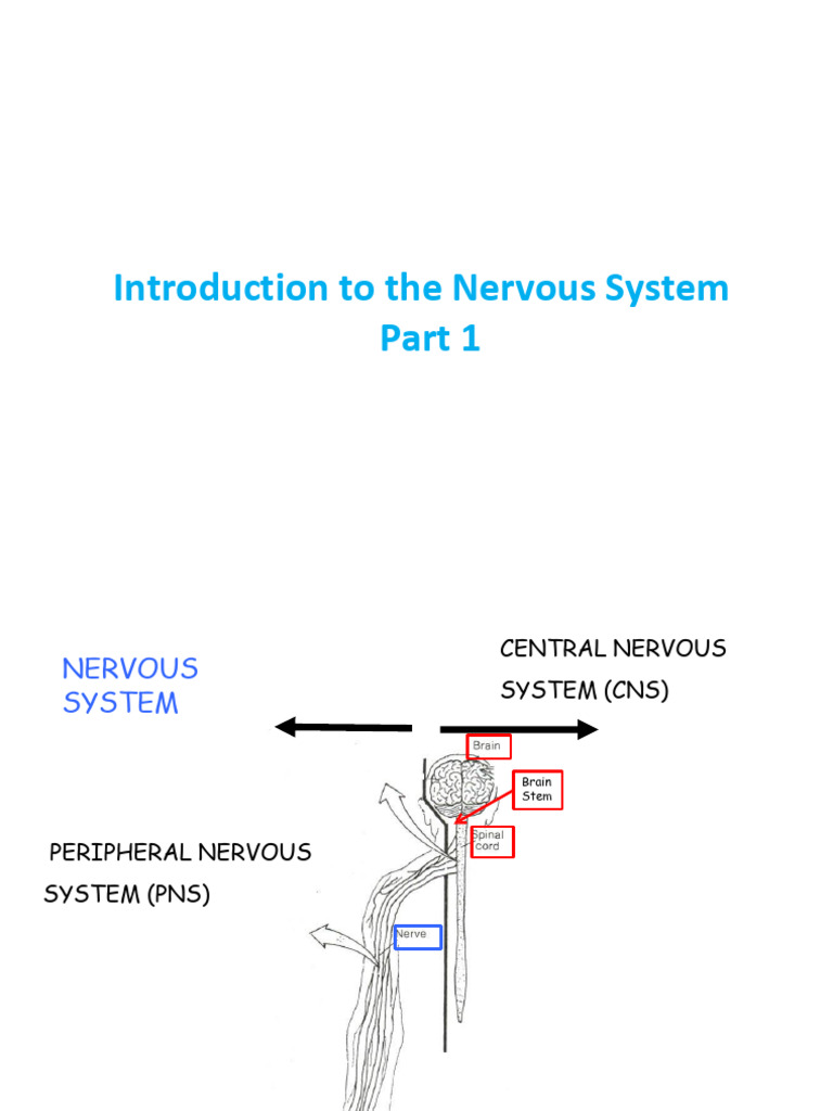 Chapter 4-Introduction To The Nervous System Part 1 | PDF | Spinal Cord ...
