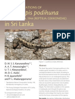 Endangered Cnemaspis podihuna (Sri Lanka)