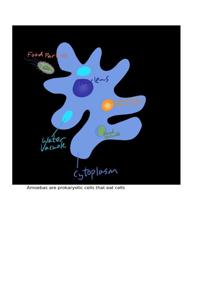 Amoeba | PDF