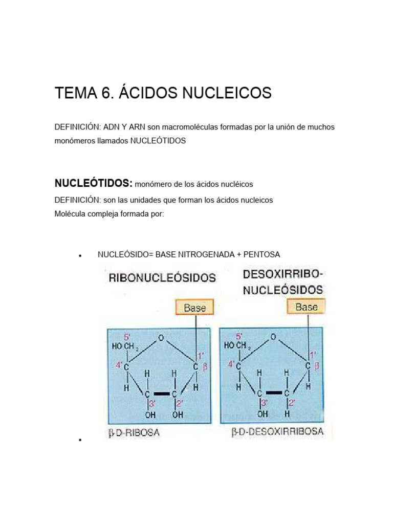 Tema 06 Ac Nucleicos Ok | PDF | Rna | Adn