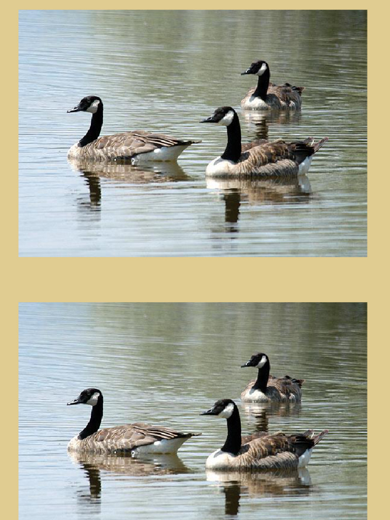 PDF Bird Identification Practice | PDF | Holarctic Birds | Ornithology