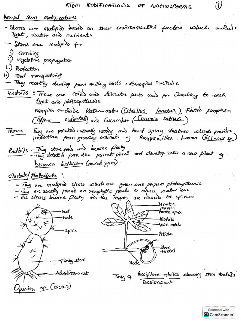 Botany Practical Note | PDF