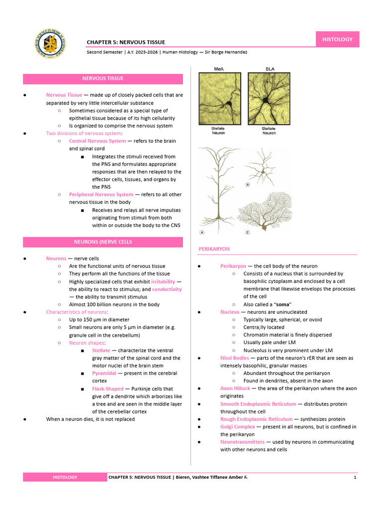 Histology C5 Nervous Tissue | PDF | Synapse | Autonomic Nervous System