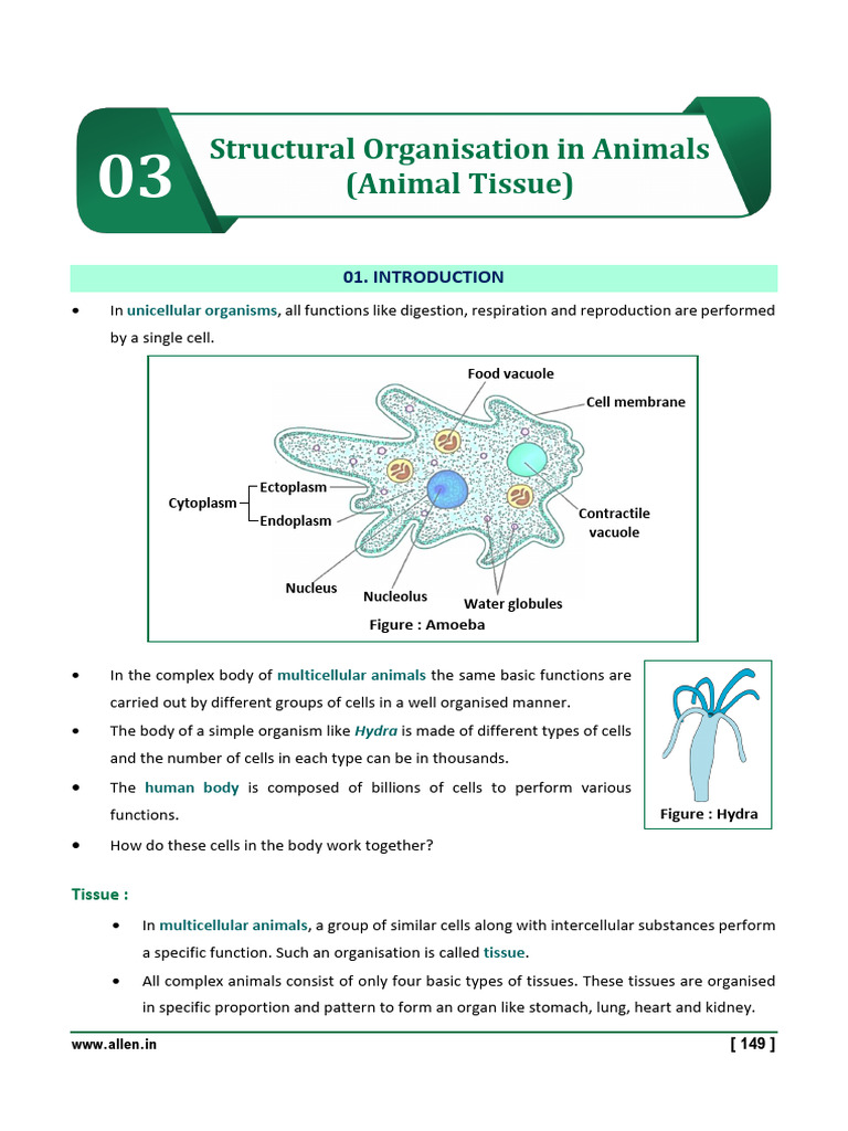 1 - Structural Organisation in Animals | PDF | Epithelium | Connective ...