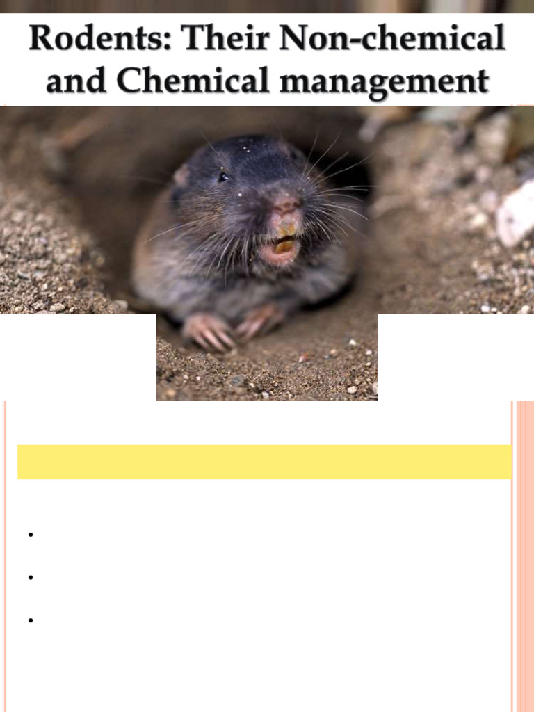Rodent Ent513 Final 200419074037 | PDF