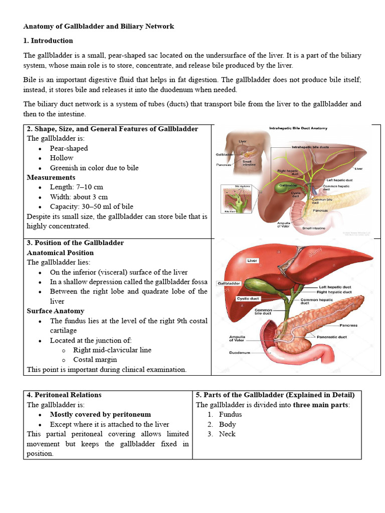 Anatomy of Galblader and Bileduct Network | PDF | Gallbladder | Liver