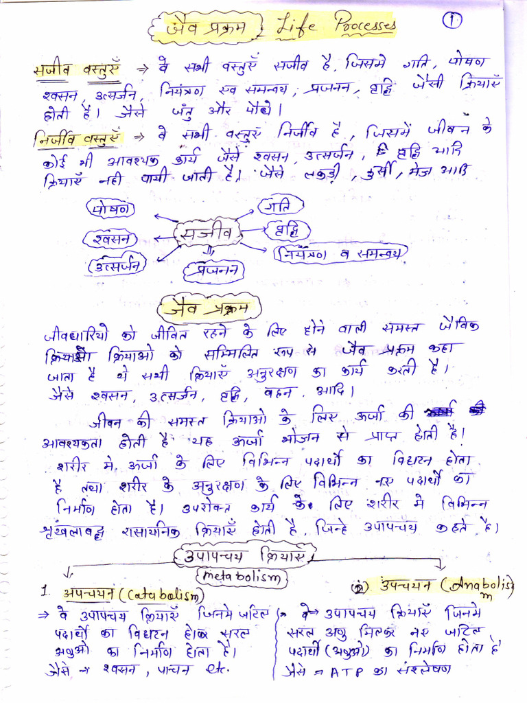Life Process 10th Science | PDF