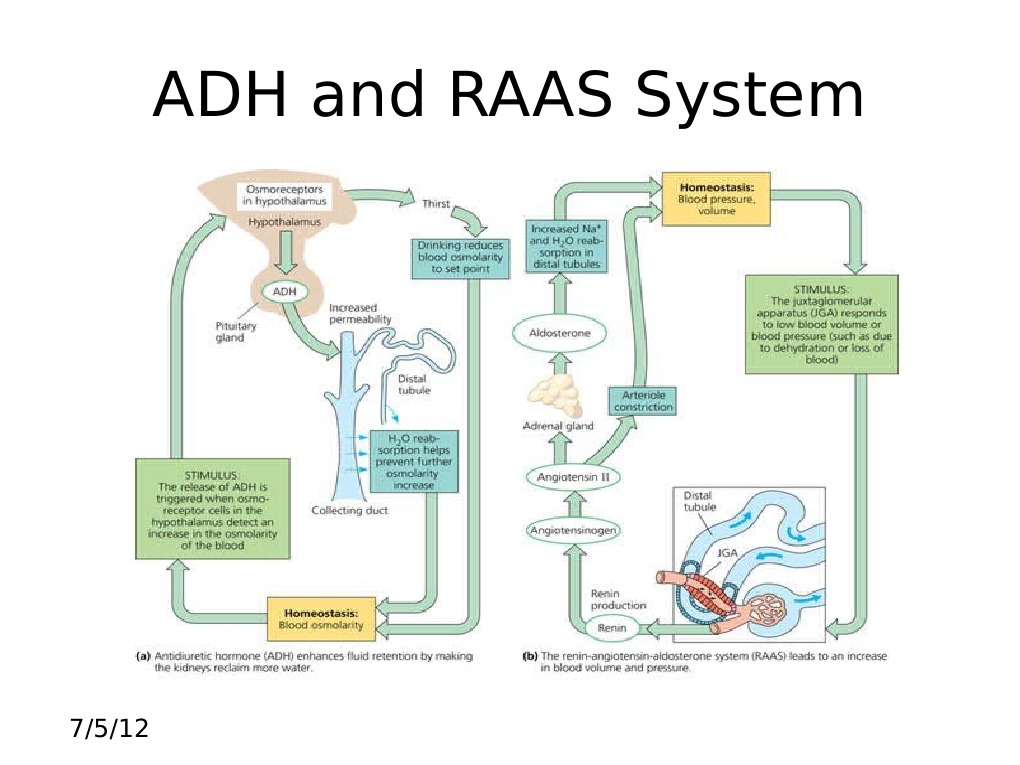 ADH and RAAS System