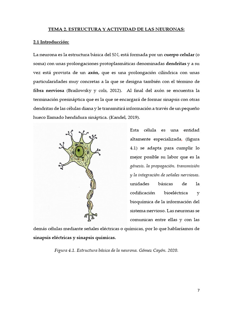 Tema 2.estructura y Actividad de Las Neuronas | PDF | Sinapsis | Neurona