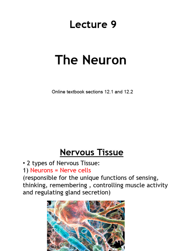 The Neuron | PDF