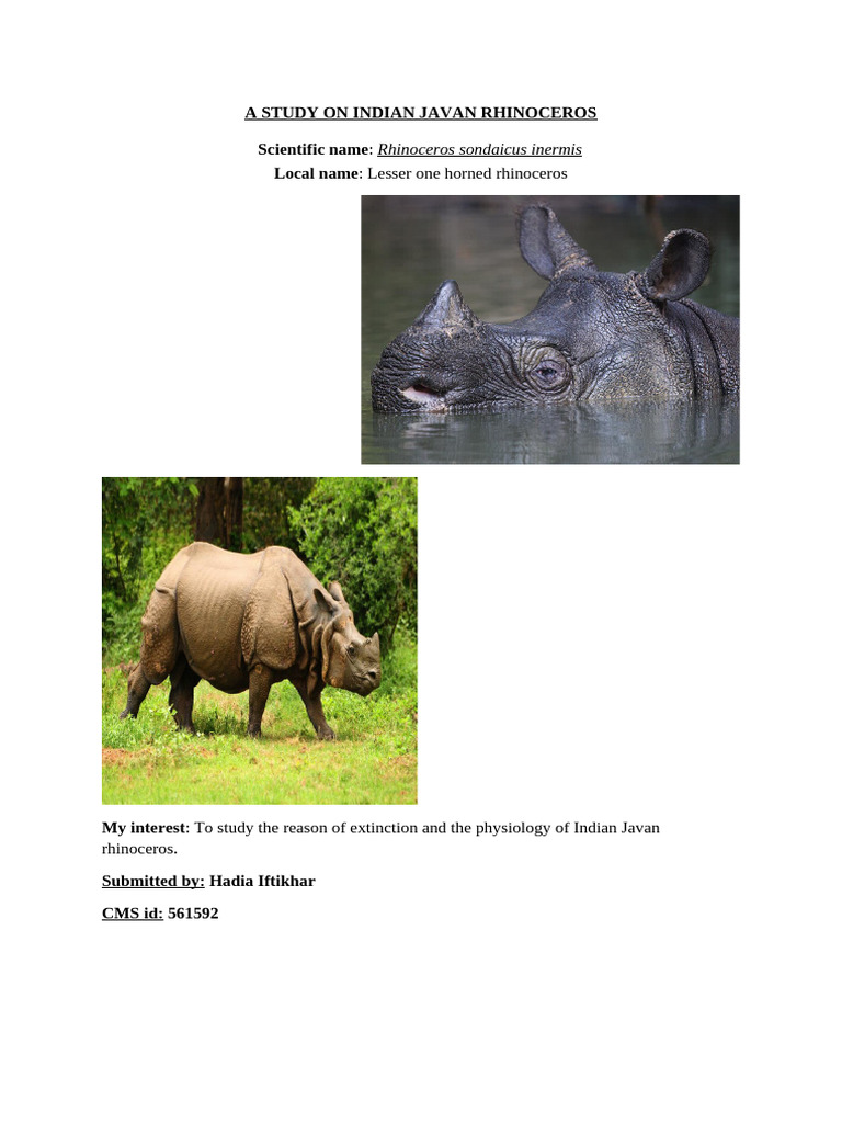 Study Abt Indian Javan Rhinoceros | PDF | Rhinoceros | Ecology