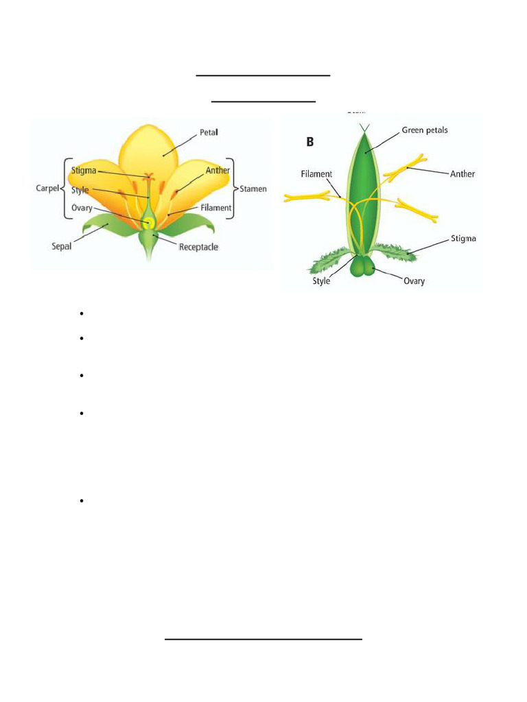 Plant Reprod Notes S Fitzpatrick | PDF | Seed | Fertilisation