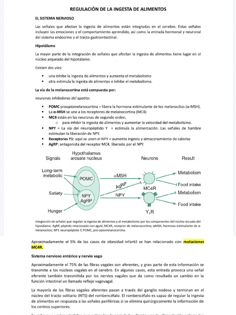REGULACIÓN DE LA INGESTA DE ALIMENTOS | PDF
