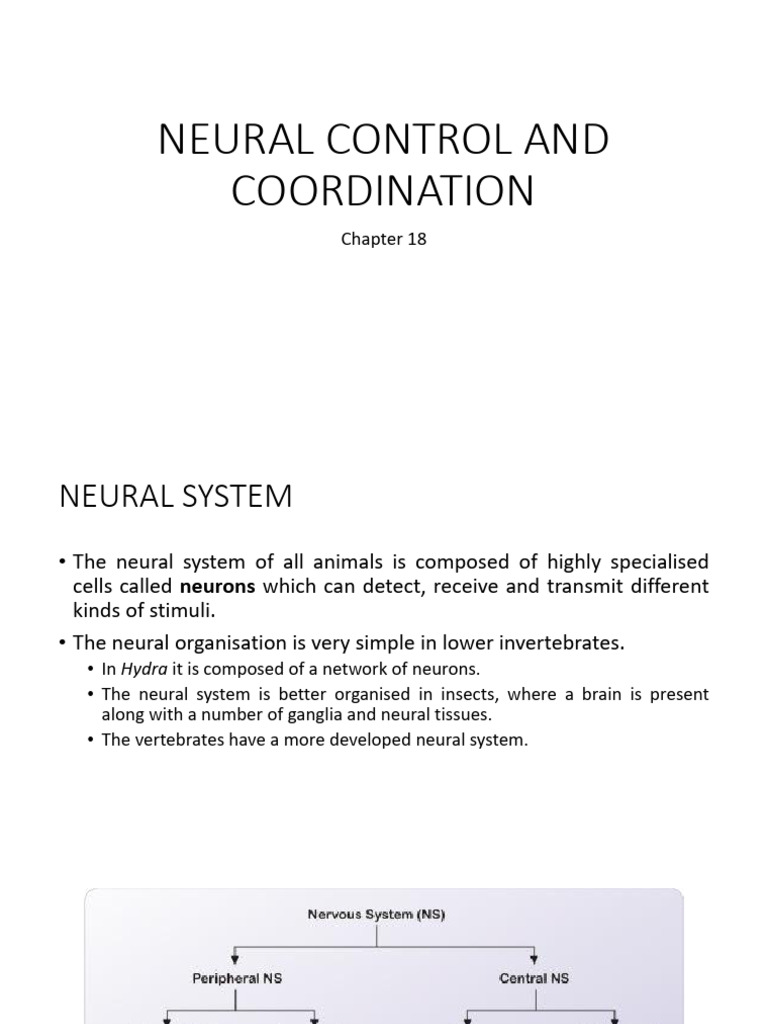 Nervous system (2) | PDF | Nervous System | Axon
