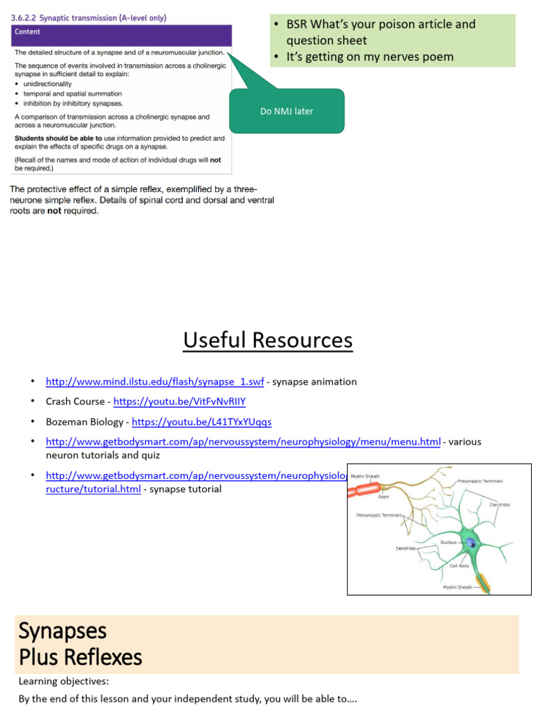 L6 Synapses and Reflexes | PDF | Chemical Synapse | Synapse