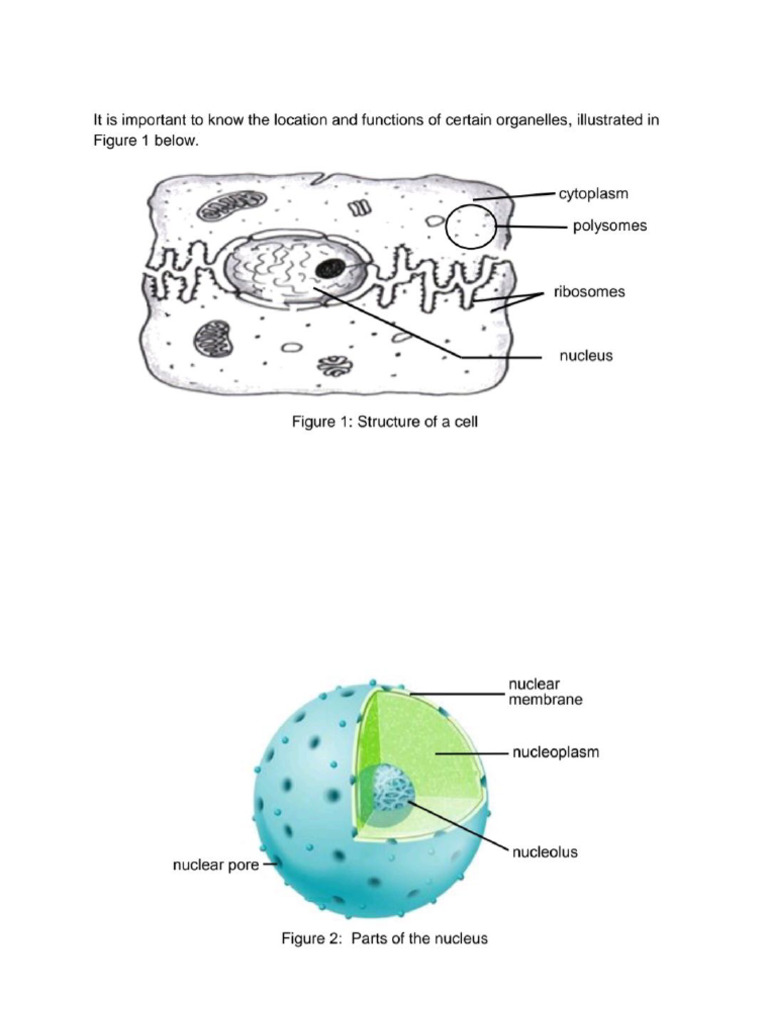 Chapter 1 and 2 Life Science g12 | PDF