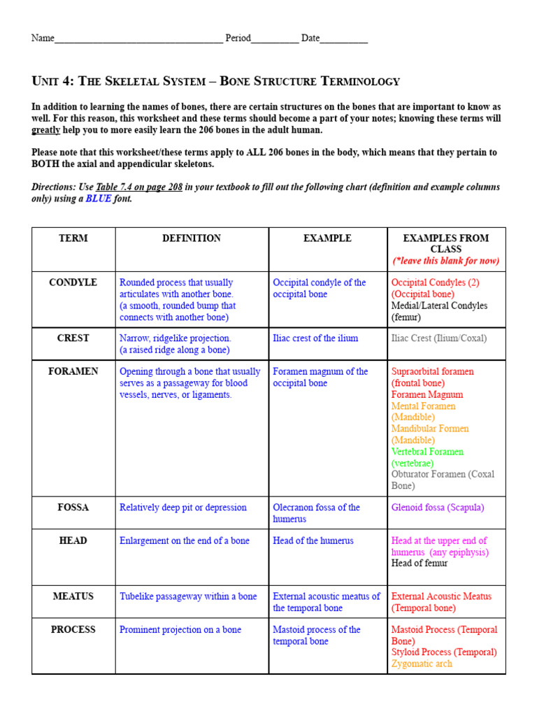 The Bone Structure Terminology (25-26) | PDF | Hip | Vertebra