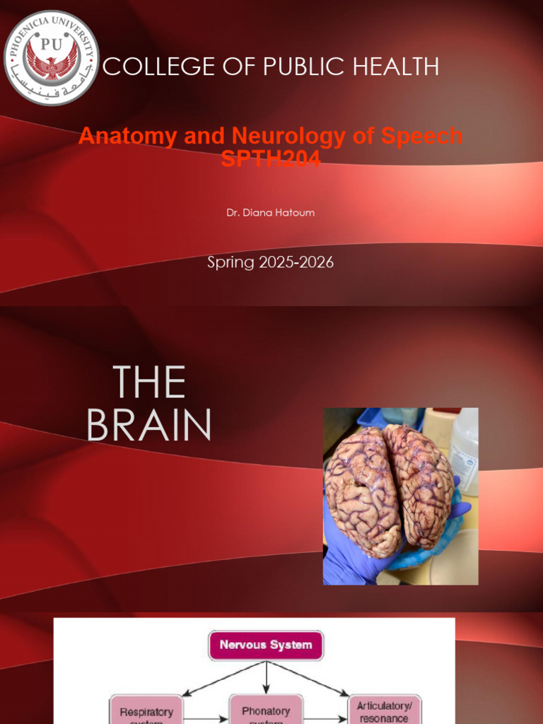 Handout 7 | PDF | Brainstem | Lateralization Of Brain Function