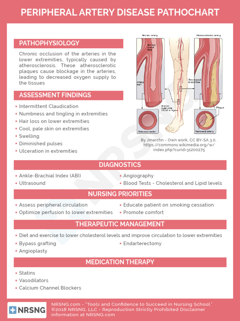 Cs Cardiac 050 Peripheral Artery Disease Pathochart | PDF
