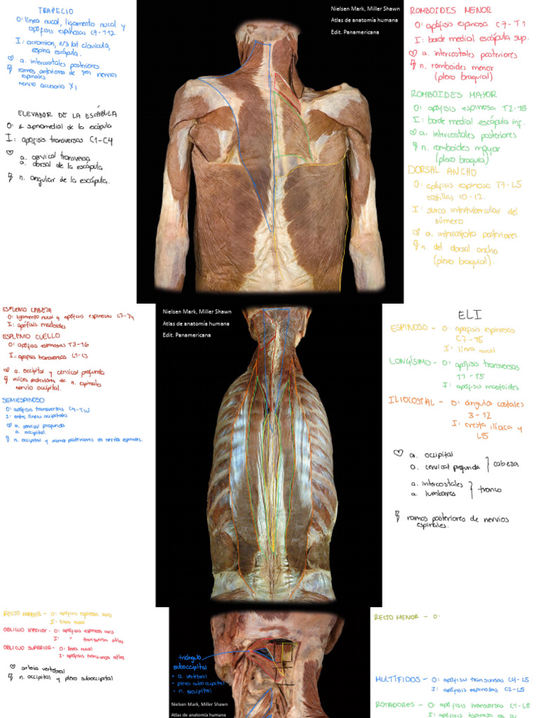 Anatomía Rotulada | PDF | Morfología (biología) | Anatomía
