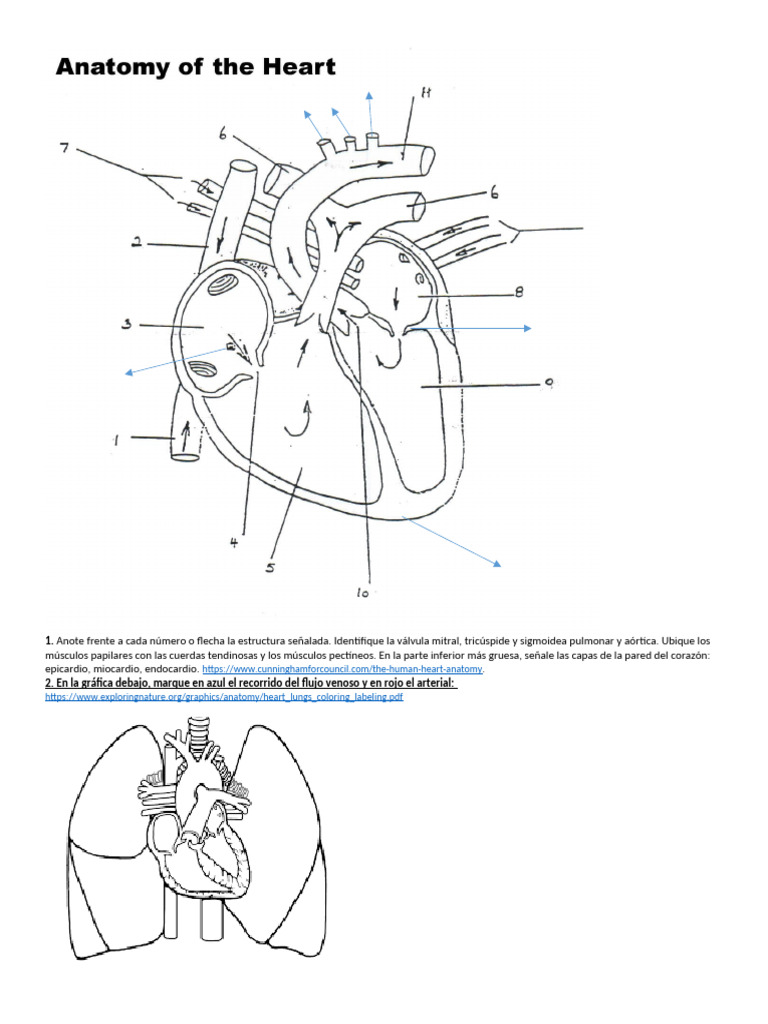Anatomy of the Heart - Worksheet | PDF