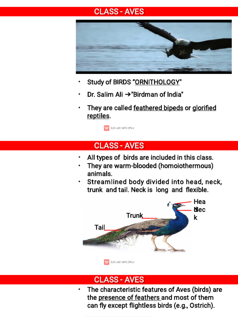 16 Aves Final | PDF | Birds | Zoology